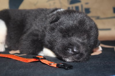 Les chiots de Akita americain