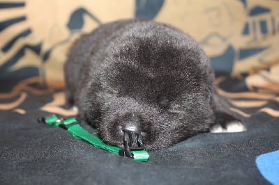 Les chiots de Akita americain