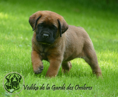 Les chiots de Mastiff