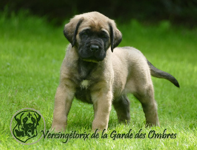 Les chiots de Mastiff