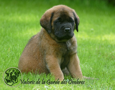 Les chiots de Mastiff