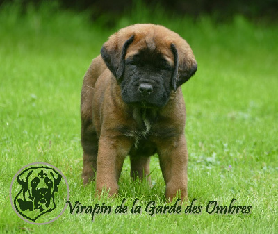 Les chiots de Mastiff