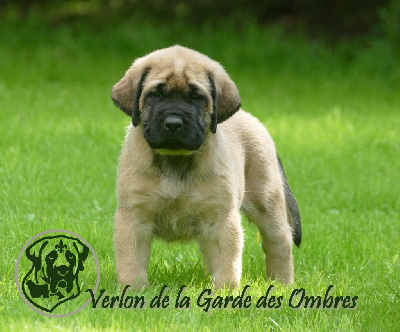 Les chiots de Mastiff