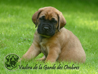 Les chiots de Mastiff