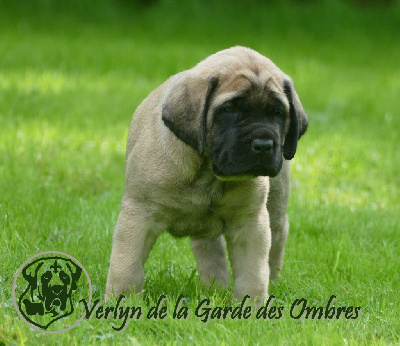 Les chiots de Mastiff