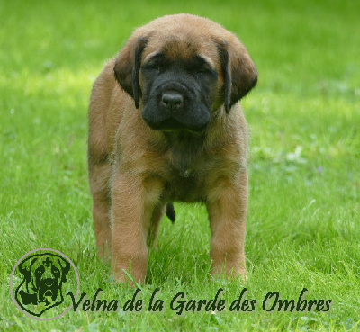 Les chiots de Mastiff