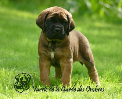 Les chiots de Mastiff