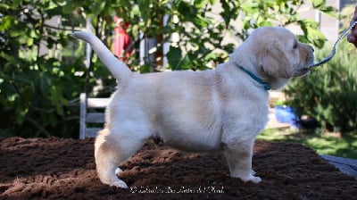 Chiot bleu - Labrador Retriever