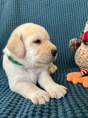 Les chiots de Labrador Retriever