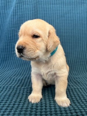 Les chiots de Labrador Retriever