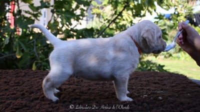 Les chiots de Labrador Retriever