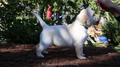 Les chiots de Labrador Retriever