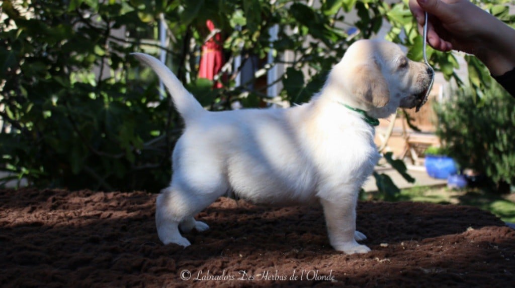 Chiot vert - Labrador Retriever