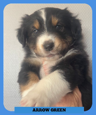 Les chiots de Berger Australien