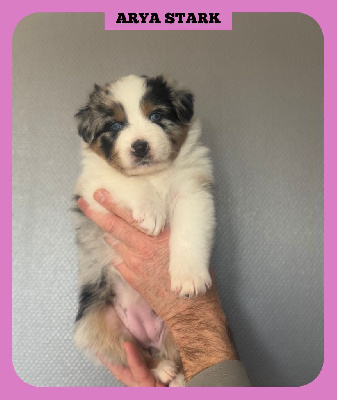 Les chiots de Berger Australien