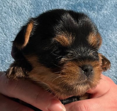 Les chiots de Yorkshire Terrier