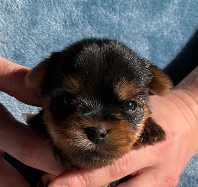 Les chiots de Yorkshire Terrier