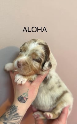 Les chiots de Berger Australien