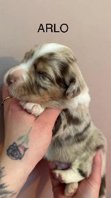 Les chiots de Berger Australien