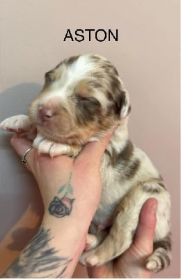 Les chiots de Berger Australien