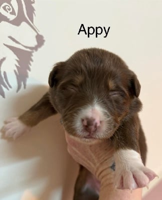 Les chiots de Berger Australien