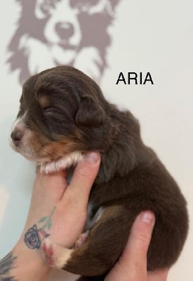 Aria - Berger Australien