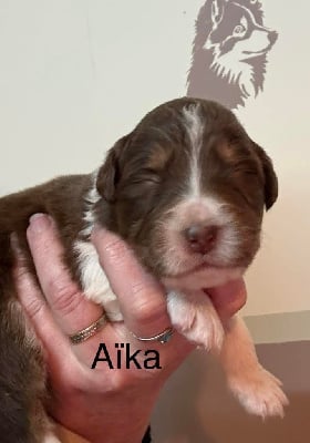 Aika - Berger Australien