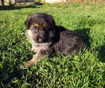 Les chiots de Berger Allemand