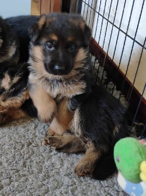 Les chiots de Berger Allemand