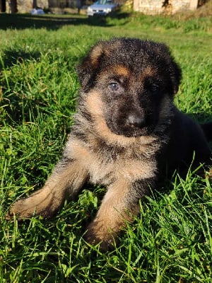 Les chiots de Berger Allemand