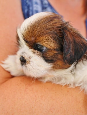 Les chiots de Shih Tzu