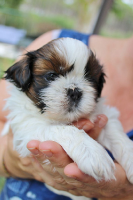 Les chiots de Shih Tzu