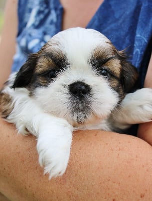 Les chiots de Shih Tzu