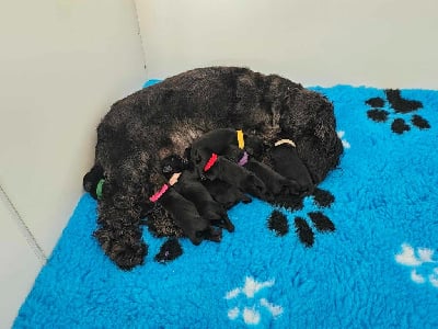 CHIOT 4 - Schnauzer miniature