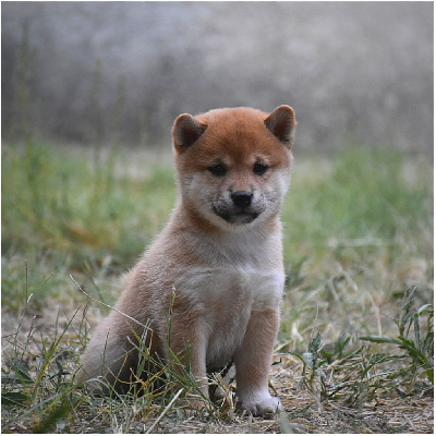 Les chiots de Shiba