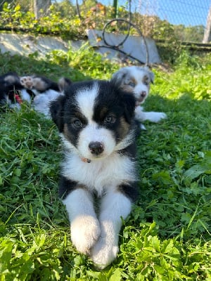 Les chiots de Berger Australien