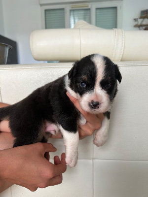 Les chiots de Berger Australien