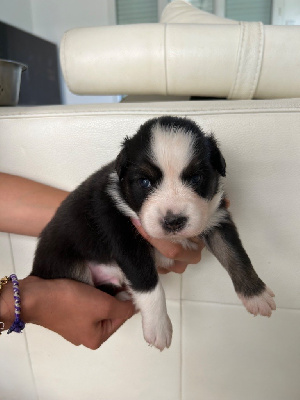 Les chiots de Berger Australien