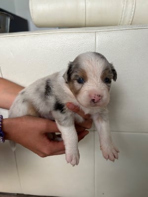 Les chiots de Berger Australien