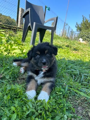 Les chiots de Berger Australien