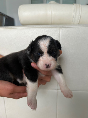 Les chiots de Berger Australien