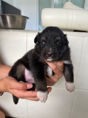 Les chiots de Berger Australien