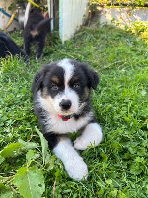 Les chiots de Berger Australien