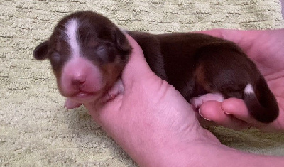 Les chiots de Berger Américain Miniature 