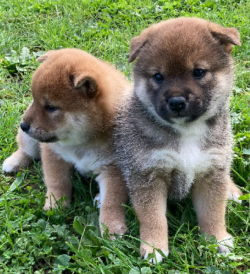 Les chiots de Shiba