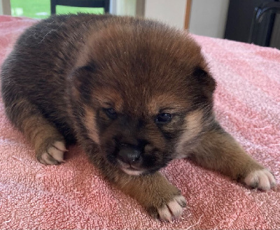 Les chiots de Shiba