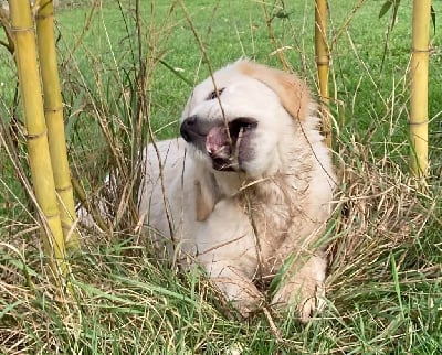 Les chiots de Golden Retriever