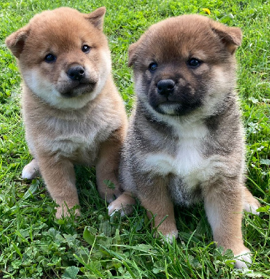 Les chiots de Shiba