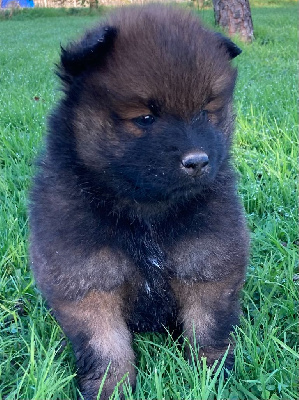 Les chiots de Eurasier