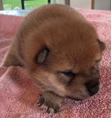 CHIOT 1 - Shiba